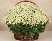 Цветочная композиция из Ромашки в корзине #REPLACE_PRED# Ермишь