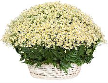 Цветочная композиция из Ромашки в корзине #REPLACE_PRED# Ермишь
